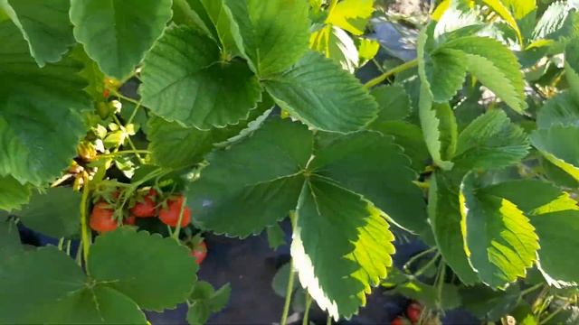 клубника АЛЛЕГРО - не подошла... ? вкусный, урожайный сорт, но у меня с мелкой ягодой ? смотреть онлайн