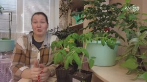 РАССАДА ЧАХНЕТ НА ГЛАЗАХ. ПОЧЕМУ И ЧТО ДЕЛАТЬ?