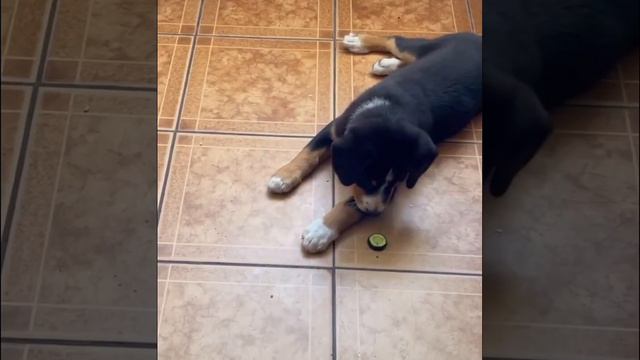 Entlebucher Puppy plays with a cucumber🤭 Бушка с шустрым огурцом🥒vs🐕#puppy#cucumber#funny#bushik смотреть онлайн