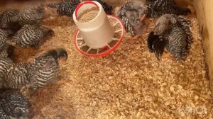 Чем кормить цыплят мясо-яичных пород. Отвечаю на вопросы