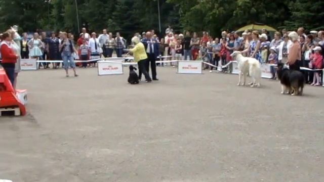 Лео на бисе 2858 Выставка 12.07.2015 смотреть онлайн