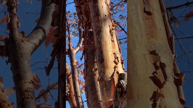 Осень в бот саду Tower Hill (NEBG) - Lawn Garden - 2 (Клёны Acer griseum) - November 4, '22 смотреть онлайн