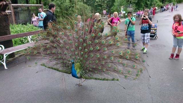 Павлин в зоопарке гоняет детей смотреть онлайн