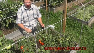 Проверенный сорт томатов: "Монгольский карлик"