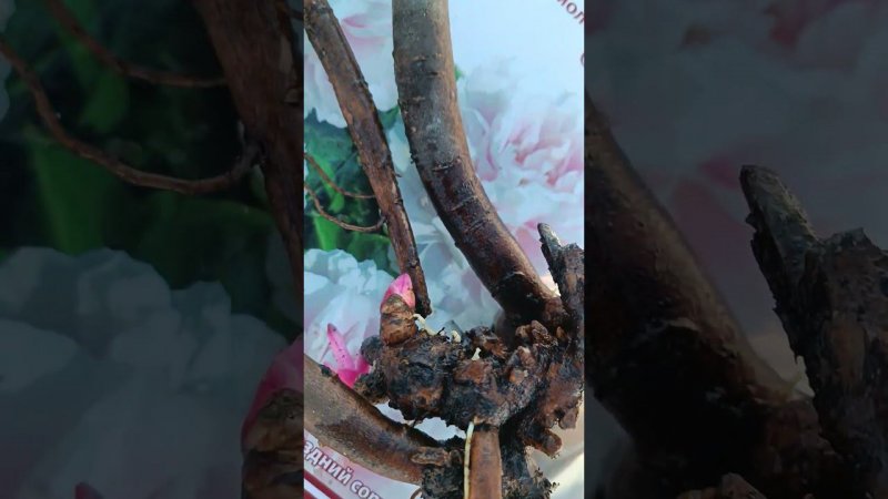 Вот такие саженцы пионов были куплены в отделе "Садовый мир" гипермаркета Материк в городе Бресте.