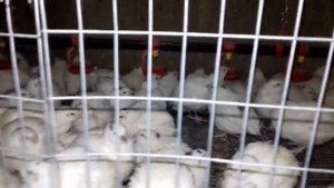 Техасский белый перепел от вывода до забоя. День 28 (Часть7)