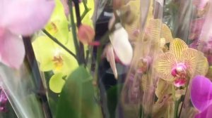 новые ОРХИДЕИ мини обзор в Ашан 13 сортовых фаленопсисов с названиями