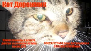 Кот Дорожник в клетке, ночью