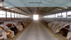 Самые выгодные бизнес идеи в сельском хозяйстве