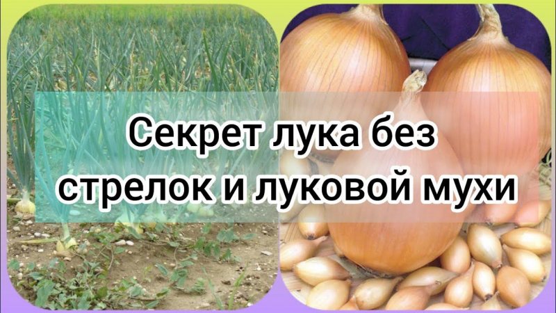 Лук вырастет без стрелок и луковой мухи!