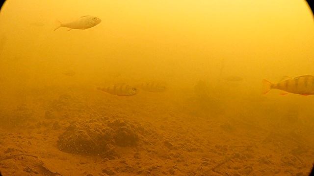 ИЩУ РЫБУ С ПОДВОДНОЙ КАМЕРОЙ. Какая рыба плавает под мостом. смотреть онлайн