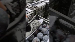 Bleyk splendor olxo'risi. слива Блейк сплендор