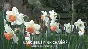 Narcissus 'Pink Charm' - FarmerGracy.co.uk