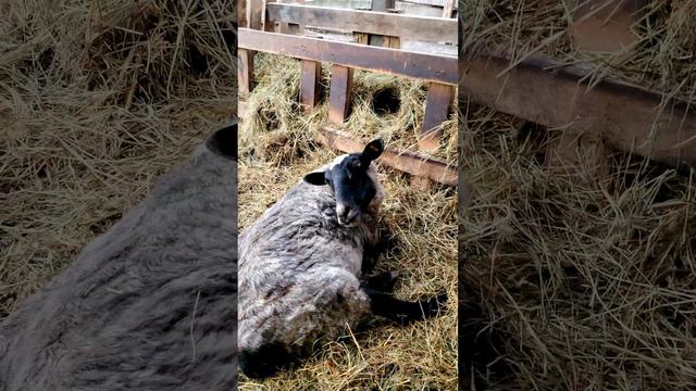 Тяжелый окот у овцы... вроде пошла на поправку🐑😕🏥💉