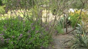 Gardening Unplugged - Baptisia (False Indigo) with Jeremy Schmidt