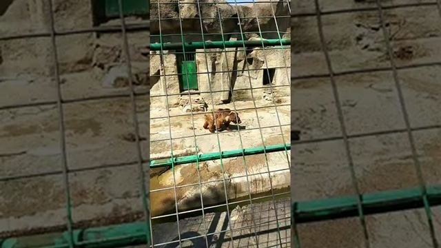 #zoo #zoopark #animals #hayvonot #bog' #toshkent #uzbekistan Toshkent Hayvonot Bog'i. Zoopark. Zoo.