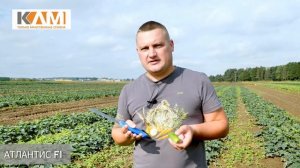 Огурец   Атлантис F1