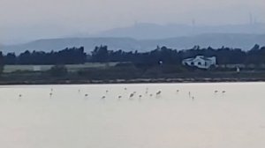 Cyprus, Larnaca, Pervolia, Spyros beach, Flamingos