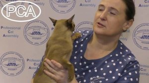 Бурманская шоколадная кошка. Выставка кошек PCA on-line.