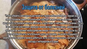 Луковая шелуха как удобрение. Подкормка луковой шелухой.