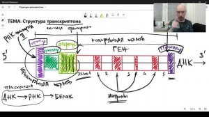 Что такое транскриптон и какова его структура? Душкин объяснит