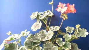 Пеларгония зональная вариегатная #комнатныерастения