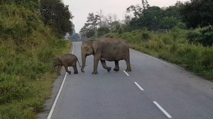 Слоны переходят дорогу. Шри Ланка.  Maduru Oya  national park. From Полоннарува