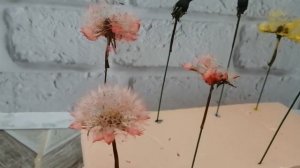 Как сделать разноцветные одуванчики. Как покрасить одуванчики