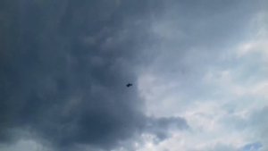 Столбовая игра голубей .
