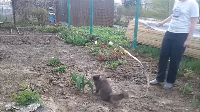 Жизнь кота - #61 : Кот Барс бегает с хозяином и гуляет . смотреть онлайн