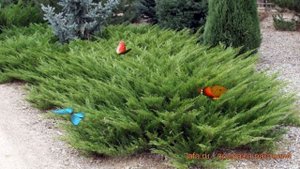 Можжевельник казацкий Аркадия (juniperus sabina) ? обзор: как сажать, саженцы можжевельника Аркадия