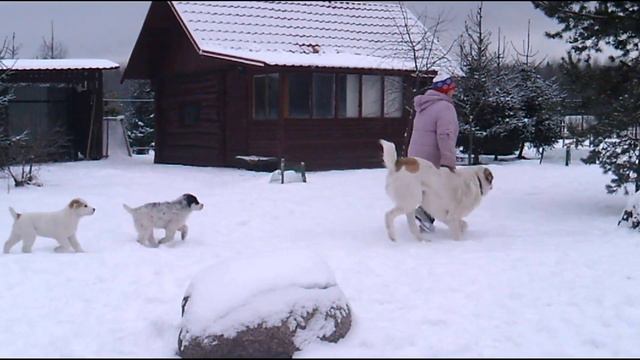 Алабай Фахир из Прусского Королевства с сыновьями. смотреть онлайн