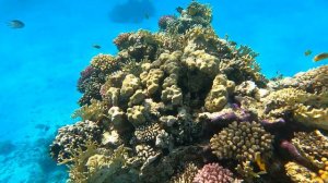 Reef Oasis Beach Resort (Egypt) Риф Отеля