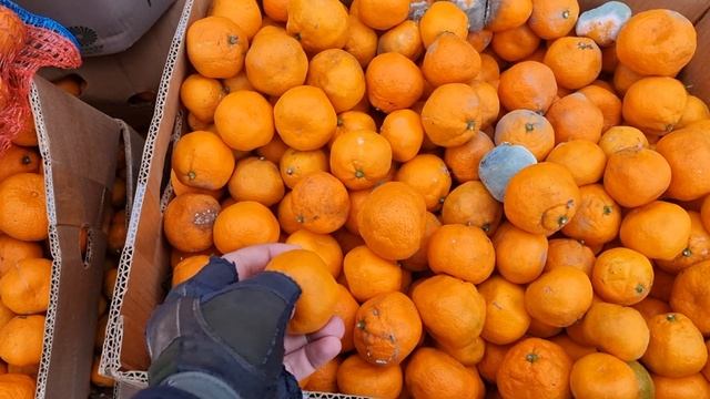 Тонна мандарин бесплатно!!! вот какая Богатая Абхазия! смотреть онлайн