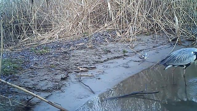 Не дадут пообедать спокойно! смотреть онлайн