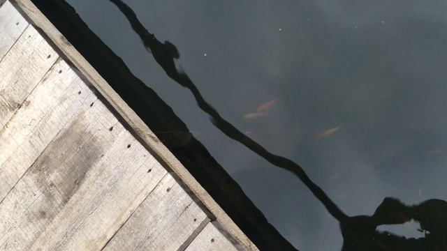 Карпы и карасики выходят из спячки в пруду на даче