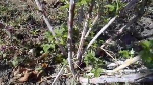 Почему нужна шпалера для ежевики Кумберленд