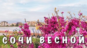 #1 ЕДЕМ В СОЧИ ВЕСНОЙ || ЗАСЕЛЯЕМСЯ В ОТЕЛЬ В АДЛЕРЕ || НАШЛИ ЦВЕТУЩИЙ ПЕРСИК