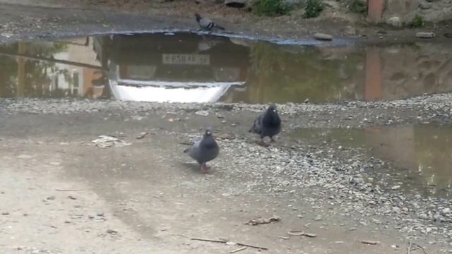 ГОЛУБЬ С ГОЛУБКОЙ ПОШЛИ В МАГАЗИН - ДОЖДЕВЫЕ ЛУЖИ. смотреть онлайн