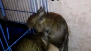 Как ухаживать за белками дегу!
