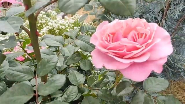 Обзор и описание розы Вайлдберри (Wildberry). Секрет лесной красавицы / Давайте мечтать вместе! смотреть онлайн