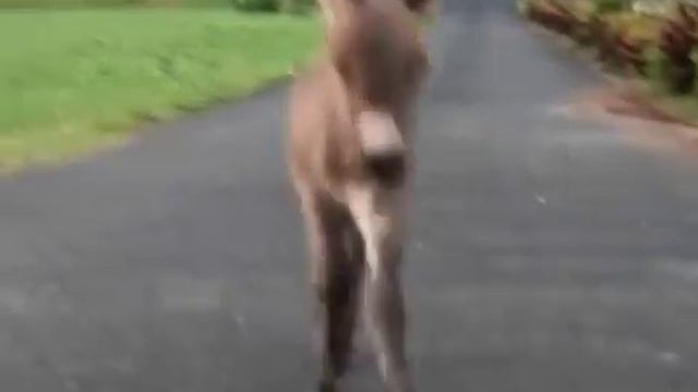 Смешной маленький ослик несется во всю прыть