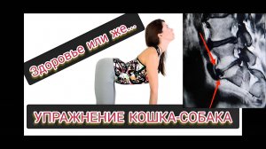 Упражнение кошка-собака для спины. Что может угробить ваш позвоночник?