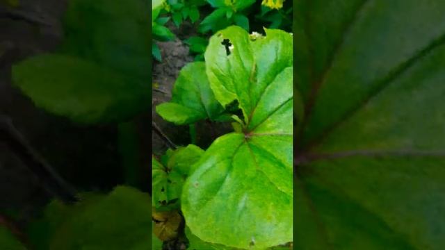 Бузульник зубчатый "Garden Confetti " ,Лигулярия "Сад конфетти" Ligularia "Garden Confetti " смотреть онлайн