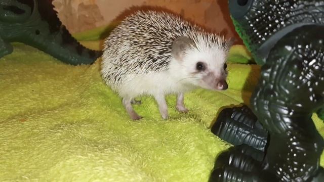 Африканский ёж на прогулке... смотреть онлайн