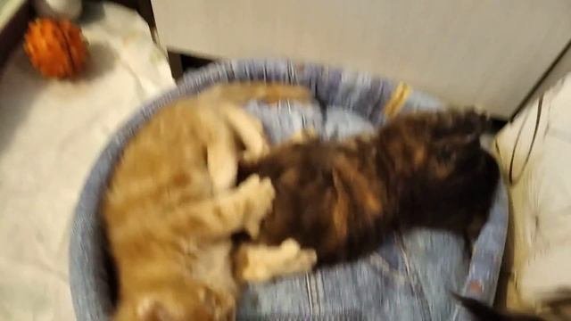 Котята мейн куны играют