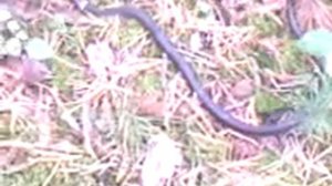 Змея. Колыванский район Черный мыс.