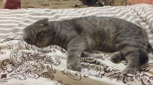 Размышления кота о сострадании