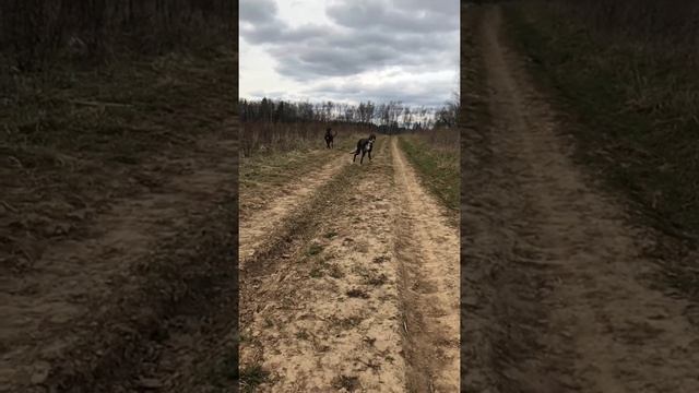 Greyhounds, грейхаунд, английская борзая, борзая