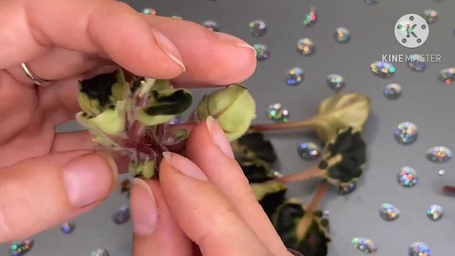 Омоложение мини фиалки. смотреть онлайн